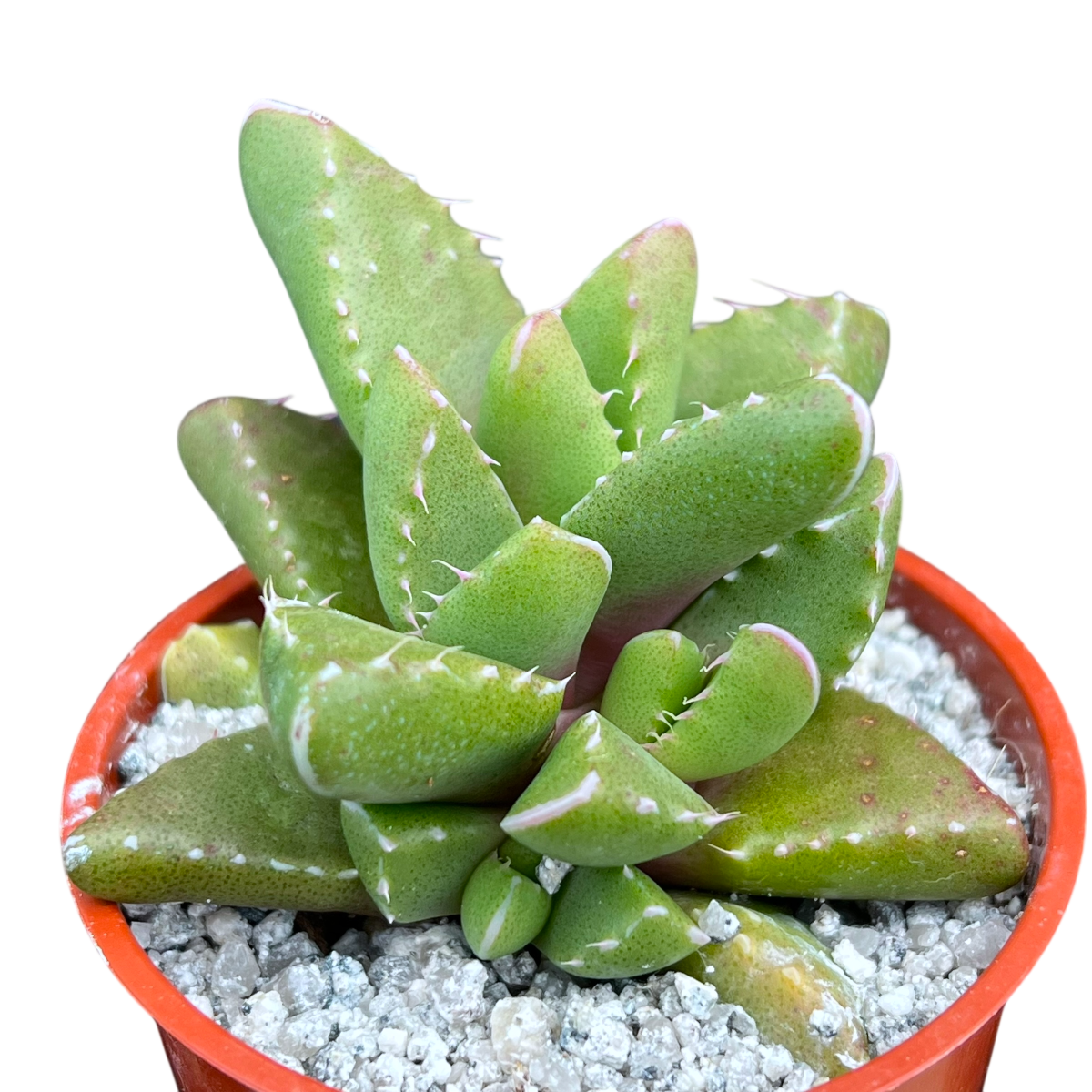 Faucaria subintegra
