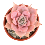 Echeveria 'Misty'