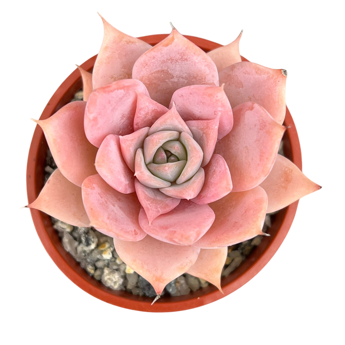 Echeveria 'Misty'