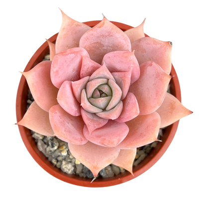 Echeveria 'Misty'