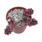 Sedum furfuraceum