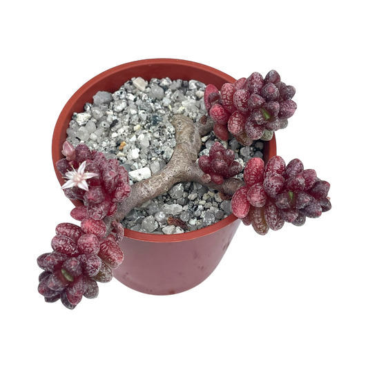 Sedum furfuraceum