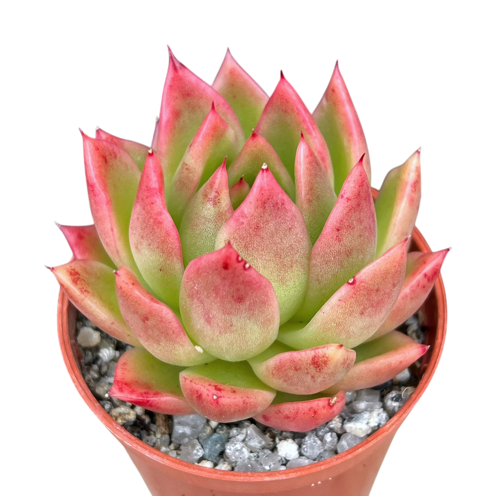 Echeveria agavoides 'Miranda'