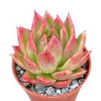 Echeveria agavoides 'Miranda'