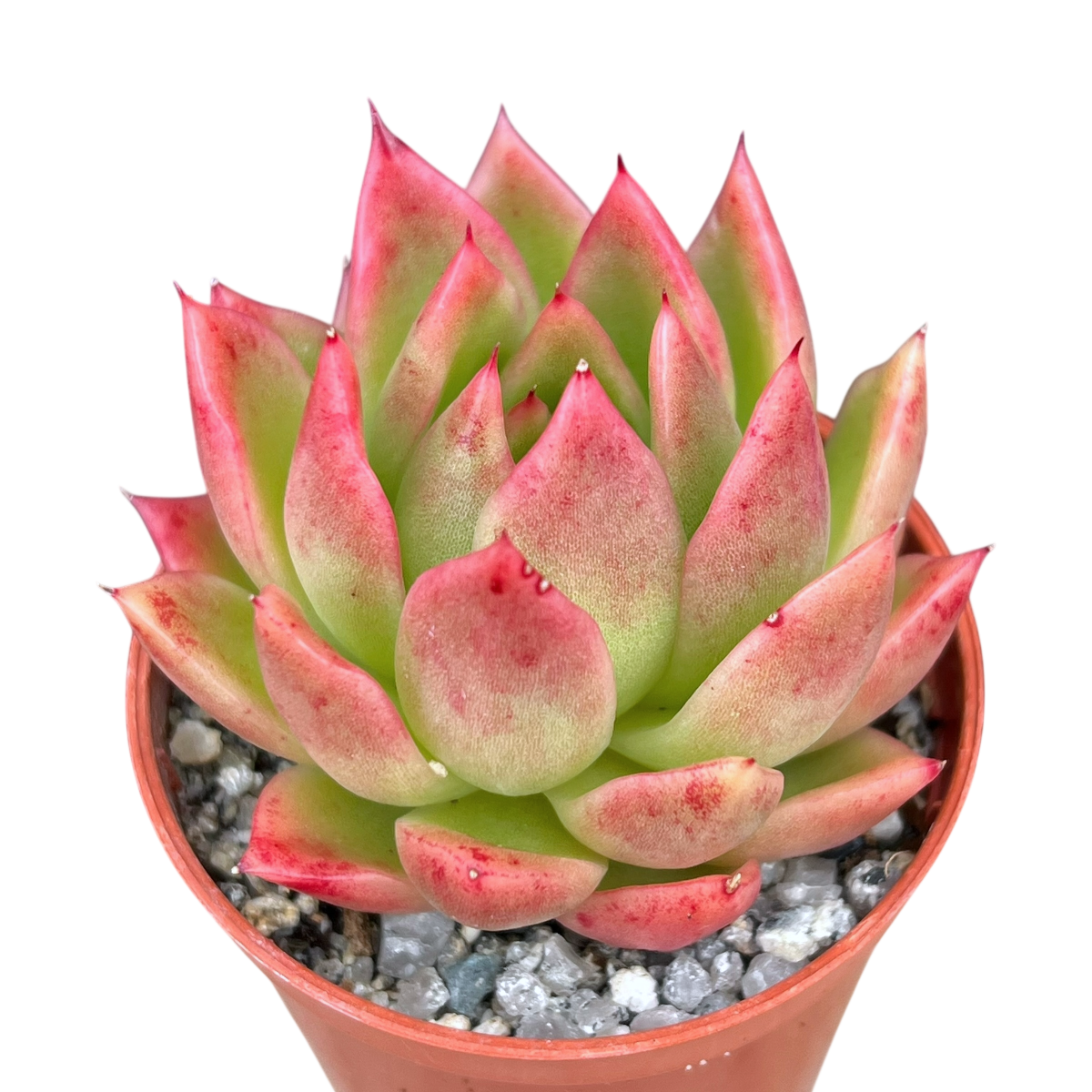Echeveria agavoides 'Miranda'