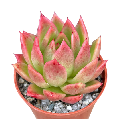 Echeveria agavoides 'Miranda'