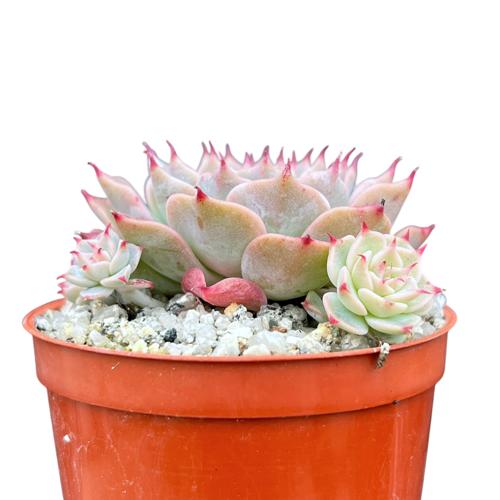 Echeveria halbingeri 'Walther'