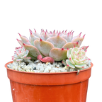 Echeveria halbingeri 'Walther'