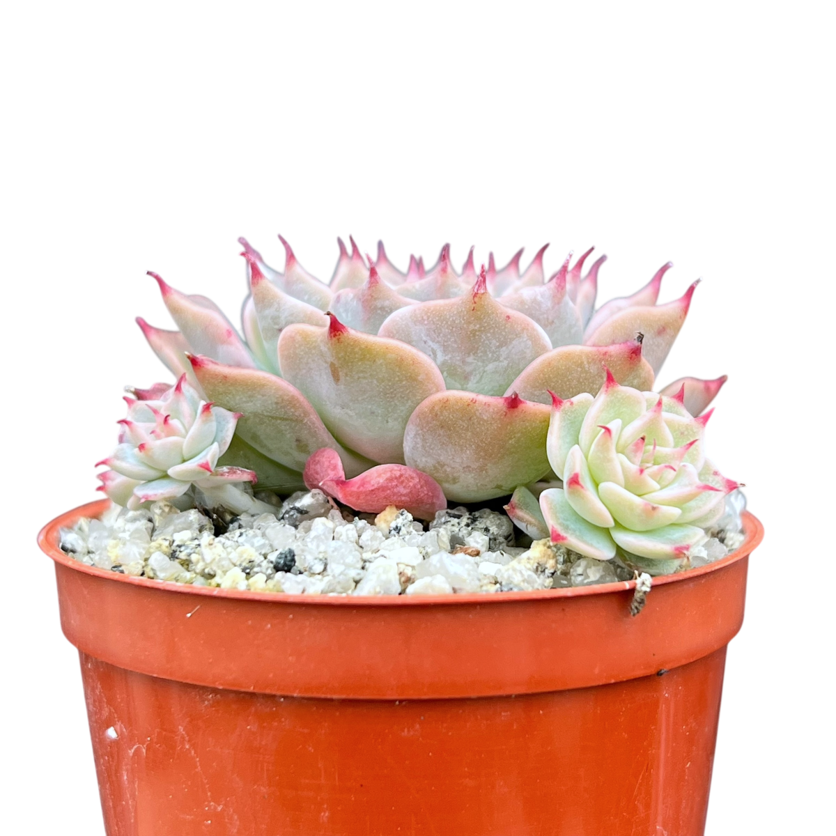 Echeveria halbingeri 'Walther'