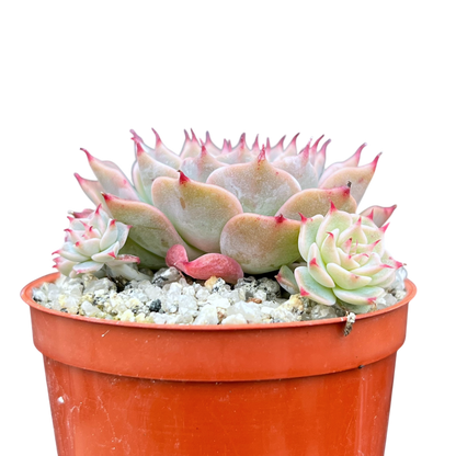 Echeveria halbingeri 'Walther'