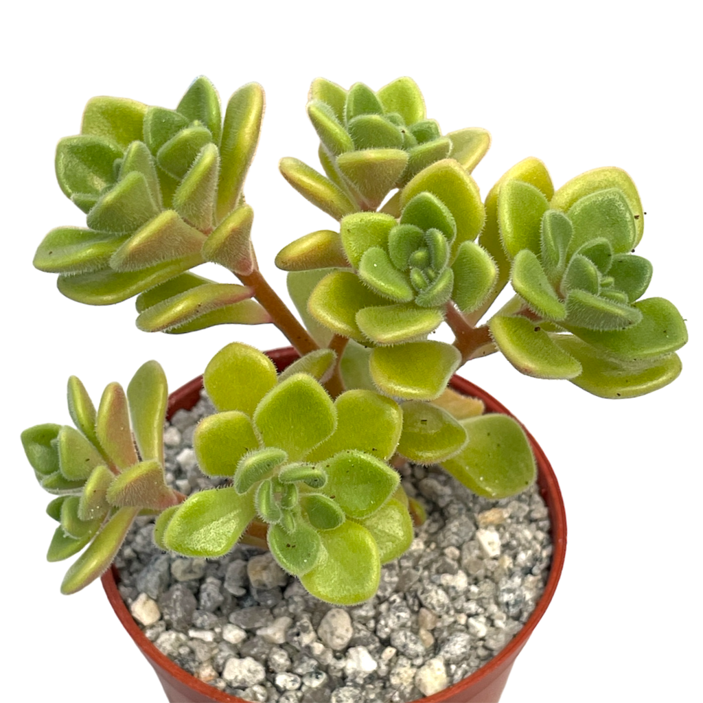 Aichryson bethencourtianum