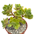 Aichryson bethencourtianum