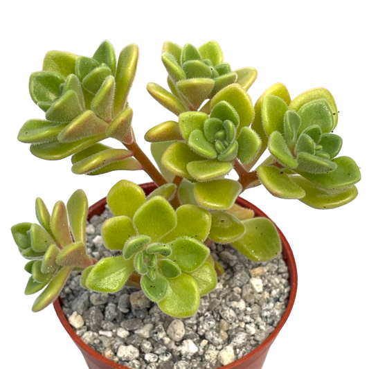Aichryson bethencourtianum