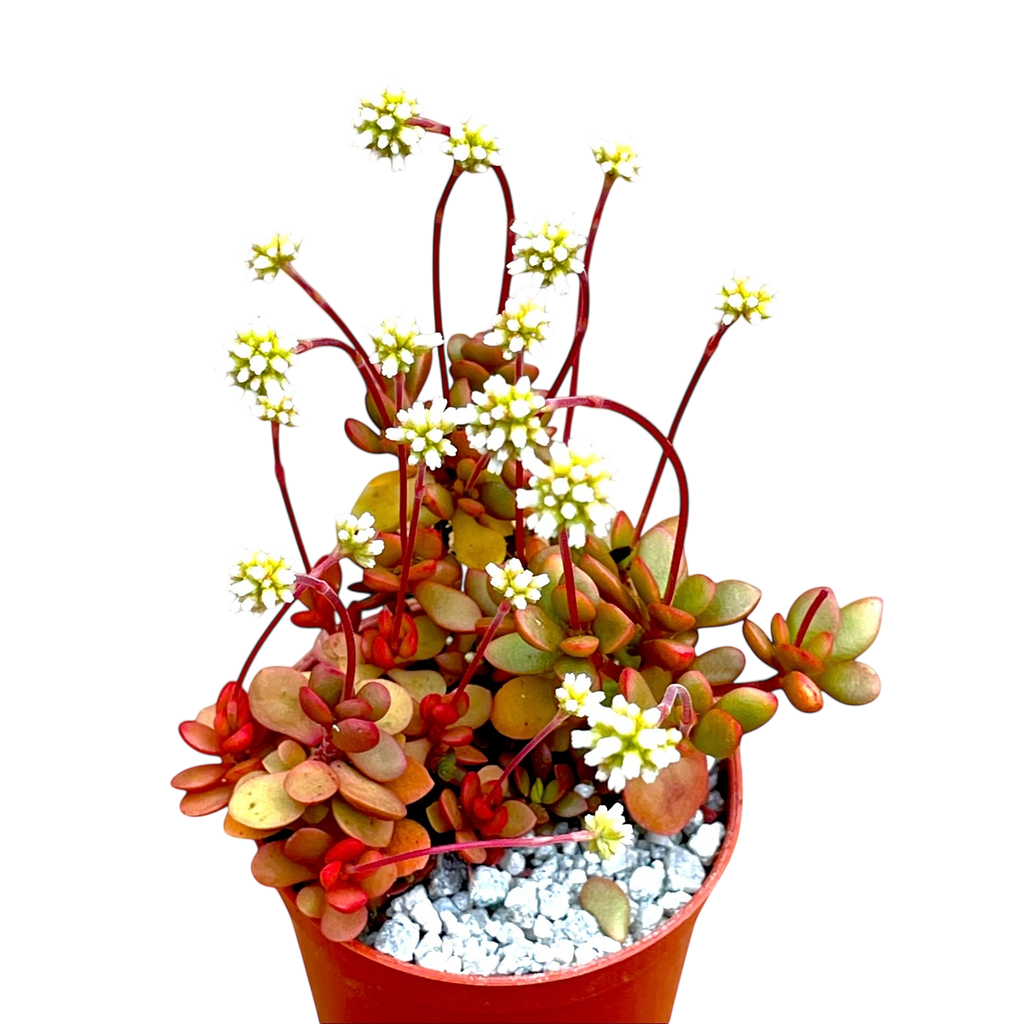 Crassula pubescens ssp. radicans
