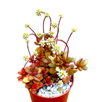 Crassula pubescens ssp. radicans