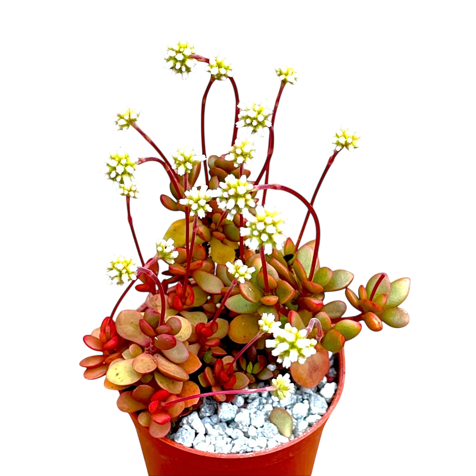 Crassula pubescens ssp. radicans