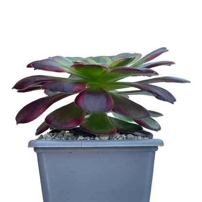 Aeonium 'Halloween' variegata (Form 2)