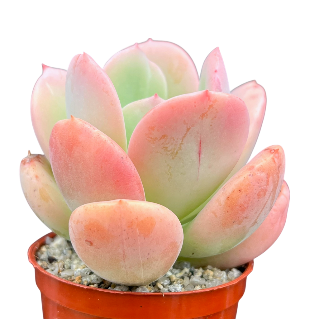 Echeveria 'Venus'