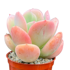 Echeveria 'Venus'