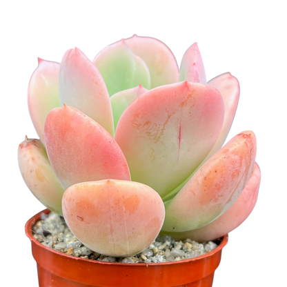 Echeveria 'Venus'