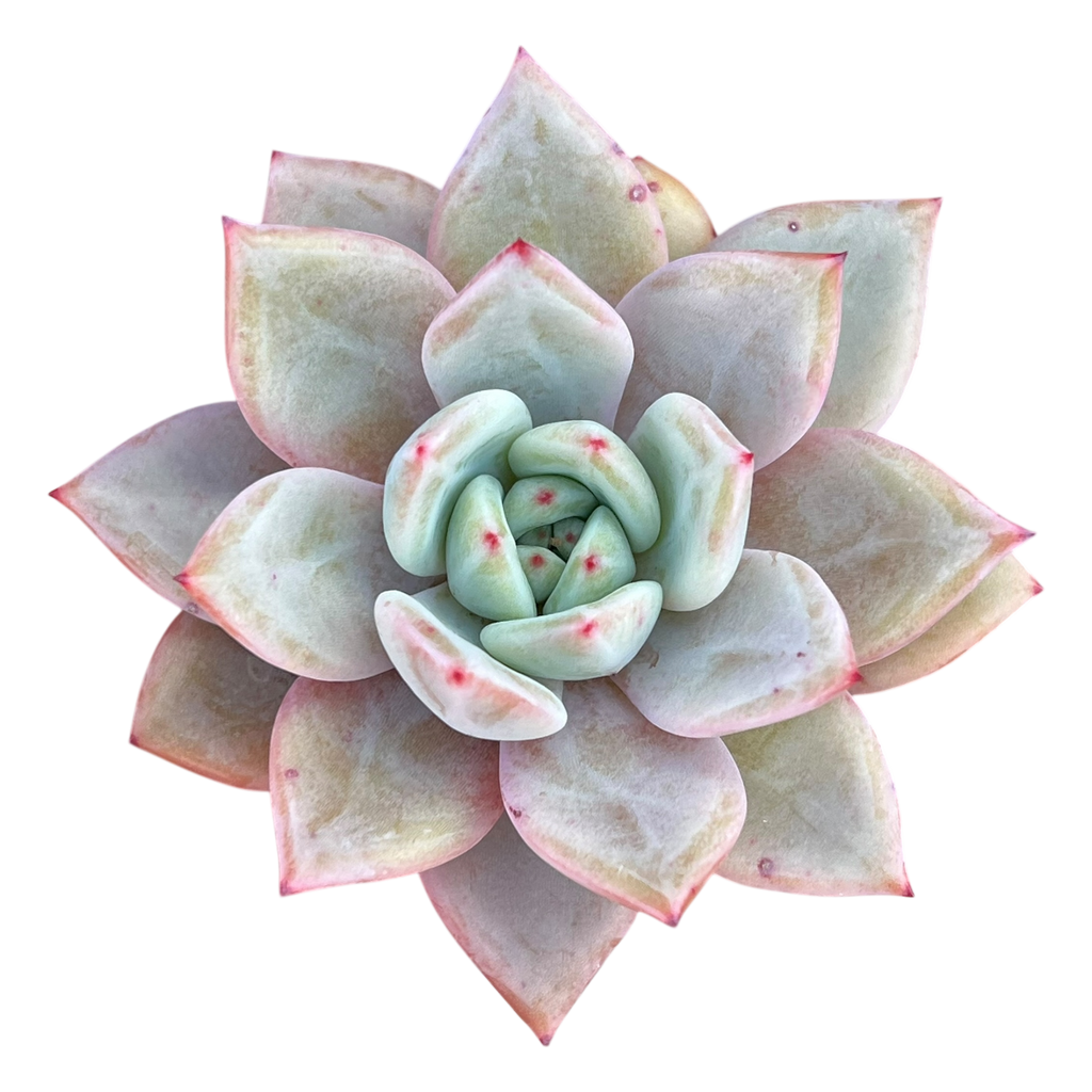Echeveria 'Pink Champagne'