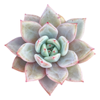 Echeveria 'Pink Champagne'