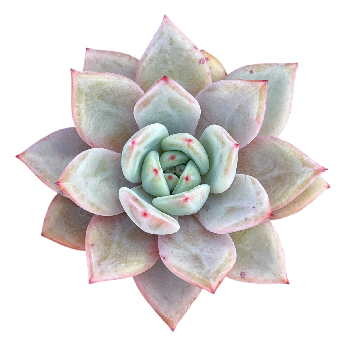 Echeveria 'Pink Champagne'