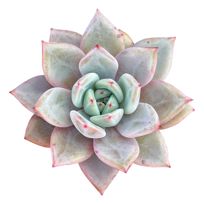 Echeveria 'Pink Champagne'