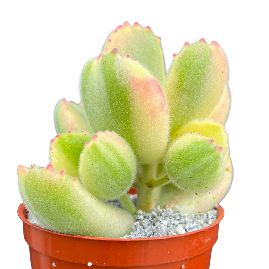 Cotyledon ladismithiensis variegata