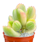 Cotyledon ladismithiensis variegata