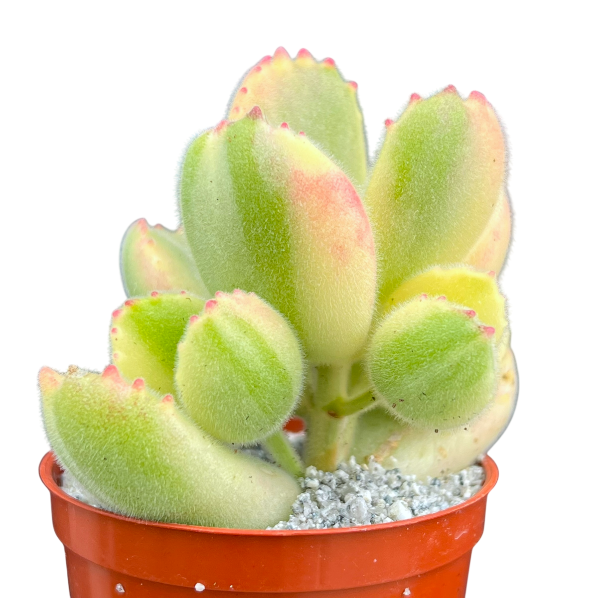 Cotyledon ladismithiensis variegata