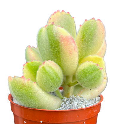 Cotyledon ladismithiensis variegata