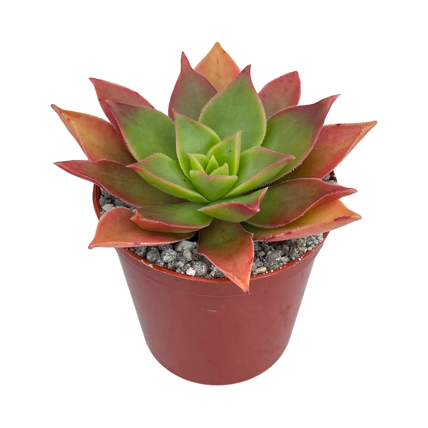 Aeonium leucoblepharum