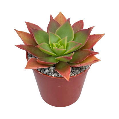 Aeonium leucoblepharum