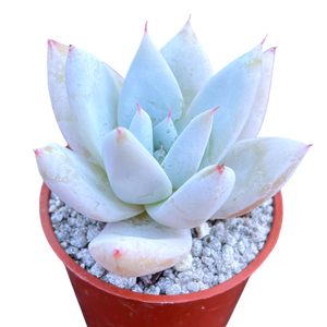 Echeveria 'Mexican Giant'