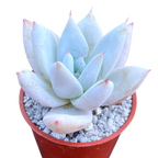 Echeveria 'Mexican Giant'