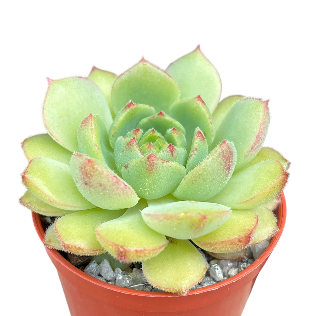Echeveria derosa 'Herr Herrsblute'