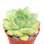 Echeveria derosa 'Herr Herrsblute'