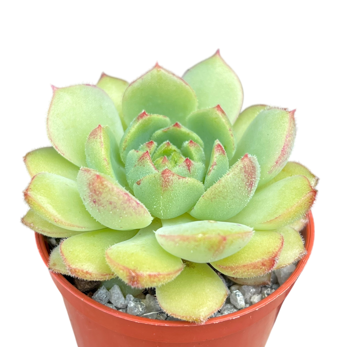 Echeveria derosa 'Herr Herrsblute'