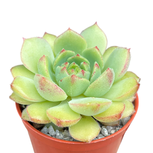 Echeveria derosa 'Herr Herrsblute'