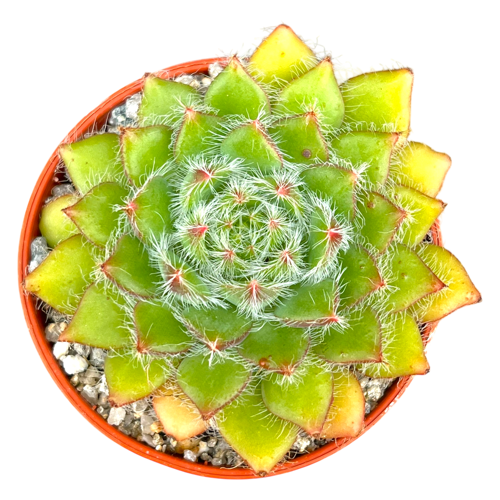 Echeveria 'Eva'
