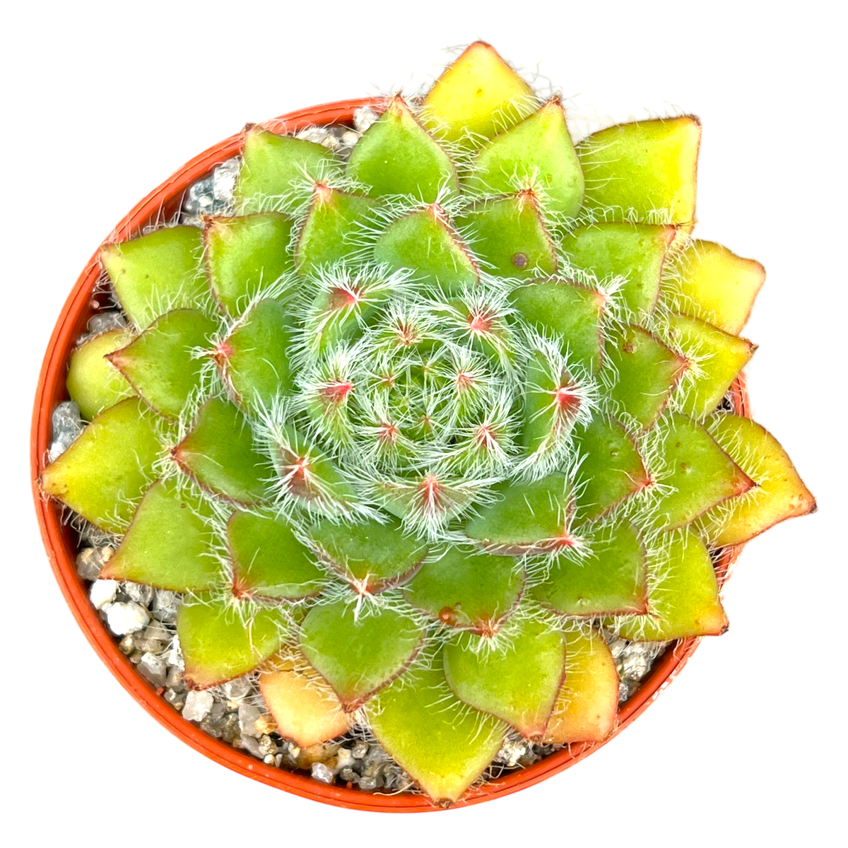 Echeveria 'Eva'