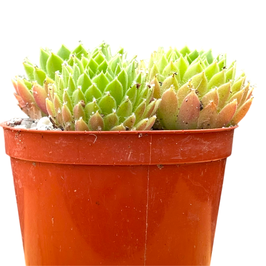 Sempervivum arachnoideum 'Alpha'