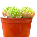 Sempervivum arachnoideum 'Alpha'