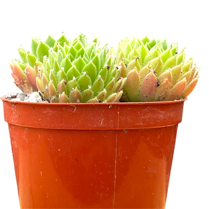 Sempervivum arachnoideum 'Alpha'