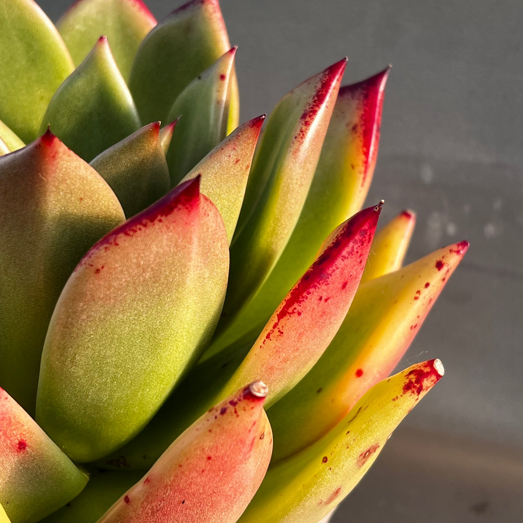 Echeveria agavoides 'Tango'