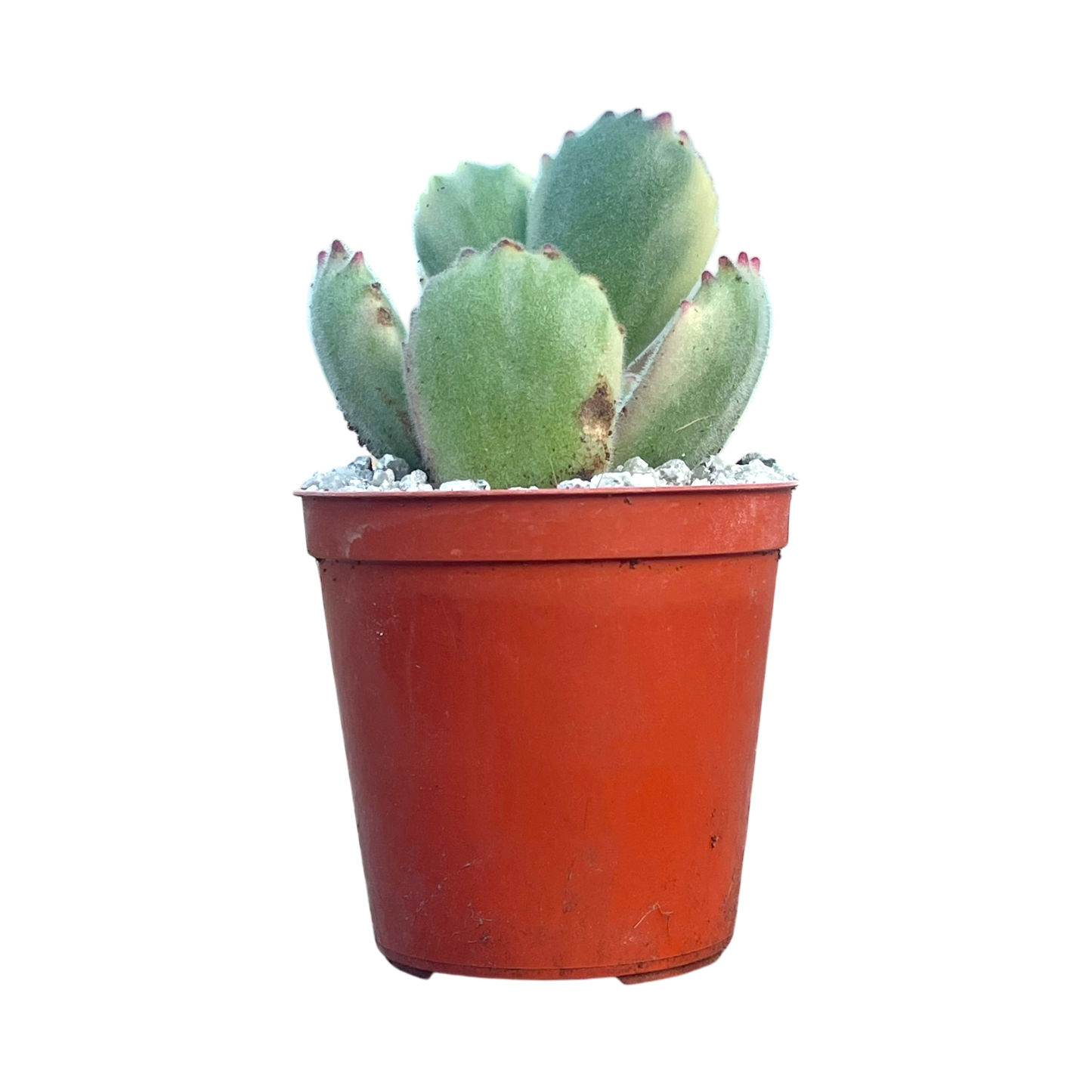 Cotyledon ladismithiensis variegata