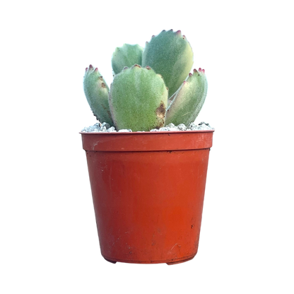 Cotyledon ladismithiensis variegata