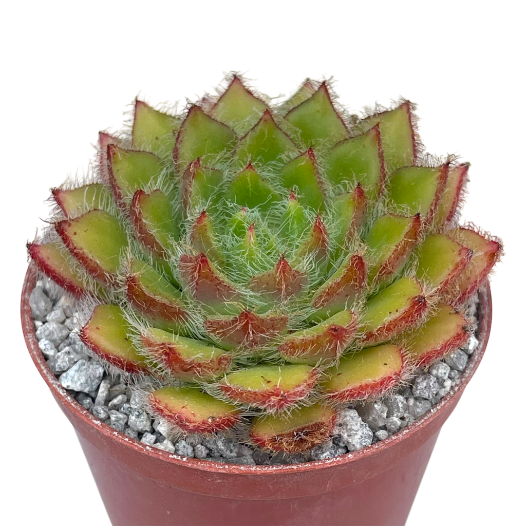 Echeveria 'Eva'