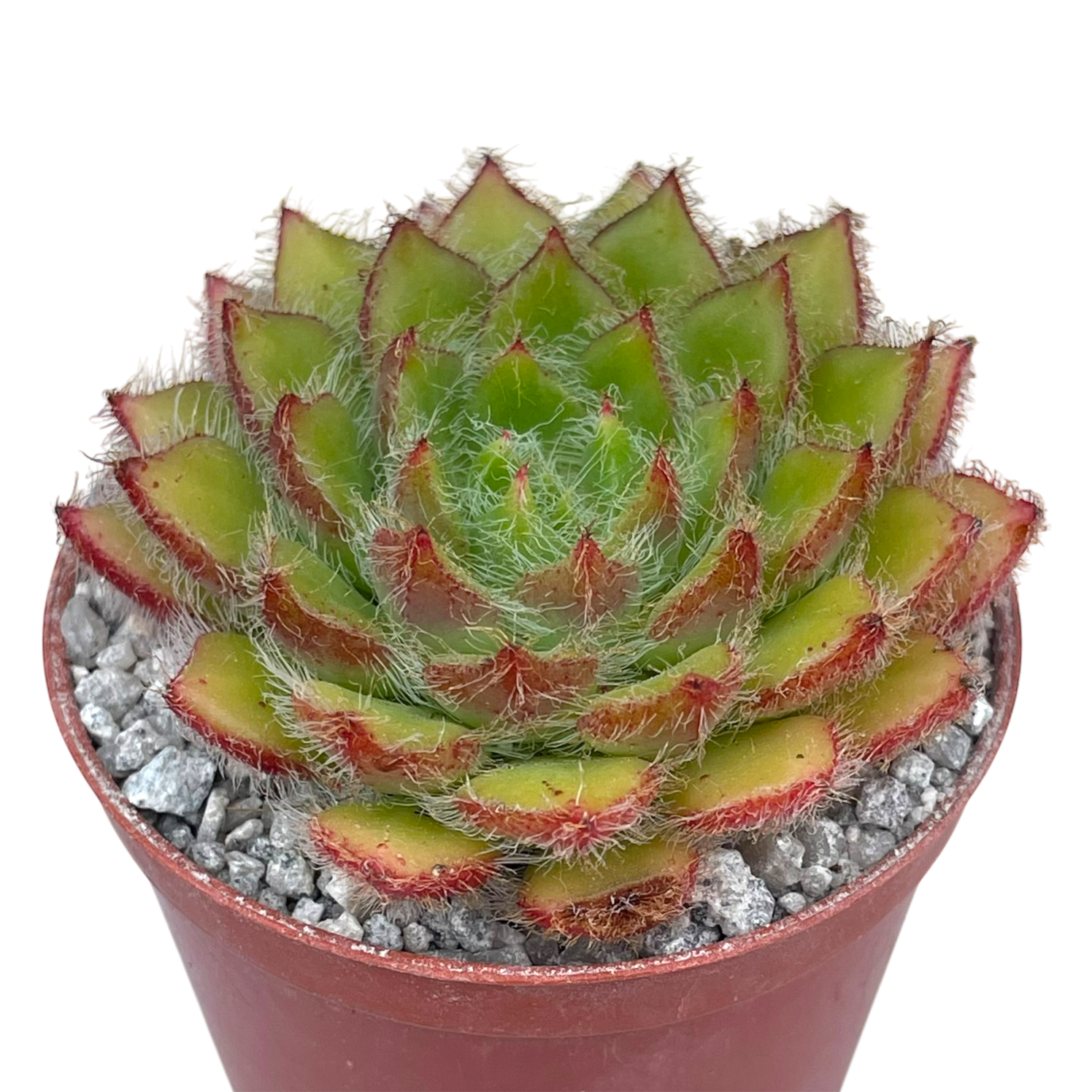 Echeveria 'Eva'